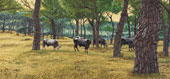Bufalo